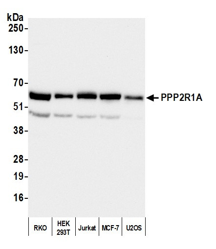 PPP2R1A Antibody in Western Blot (WB)