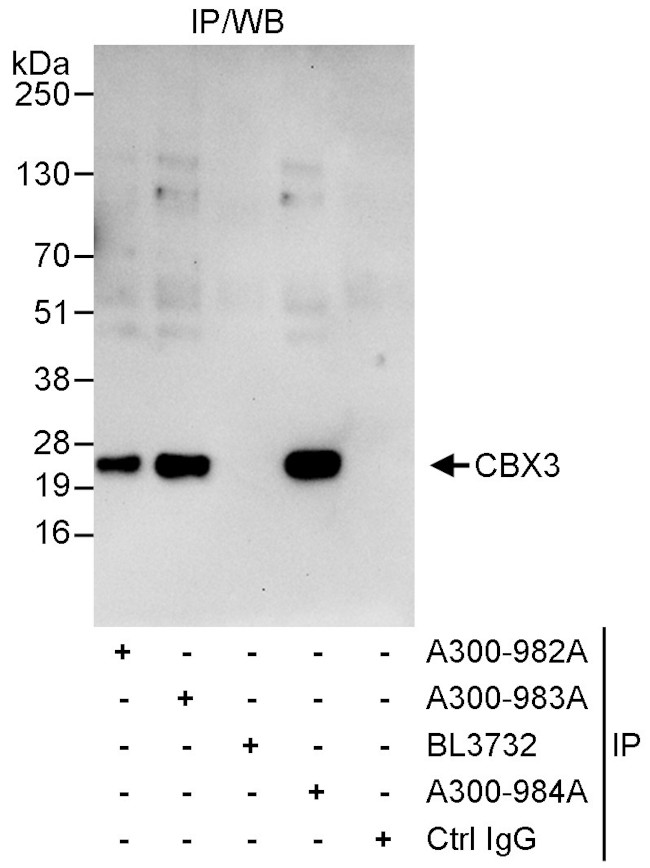 CBX3 Antibody in Immunoprecipitation (IP)