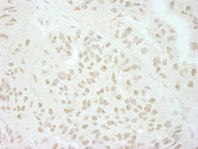 SFRS8/SWAP Antibody in Immunohistochemistry (Paraffin) (IHC (P))