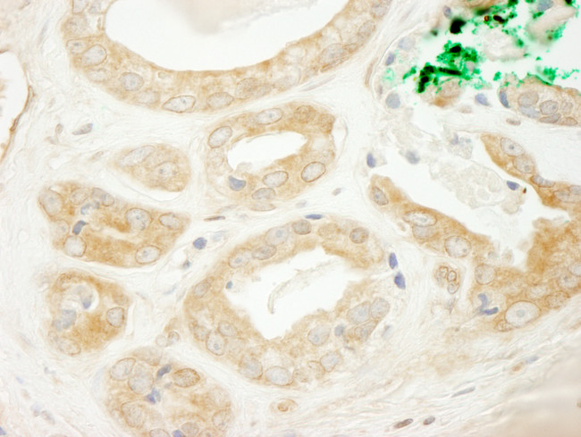 BIG2/ARFGEF2 Antibody in Immunohistochemistry (Paraffin) (IHC (P))