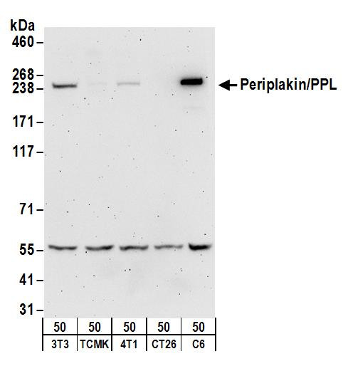 Periplakin/PPL Antibody in Western Blot (WB)