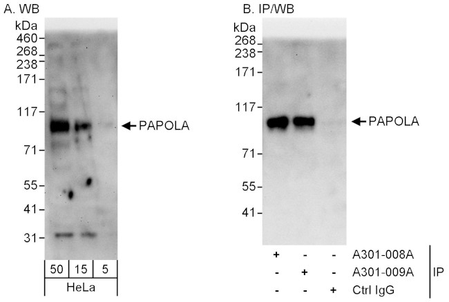 PAPOLA Antibody in Western Blot (WB)