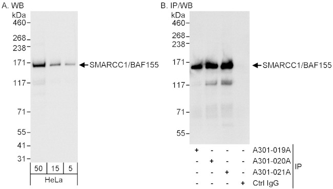 SMARCC1/BAF155 Antibody in Western Blot (WB)