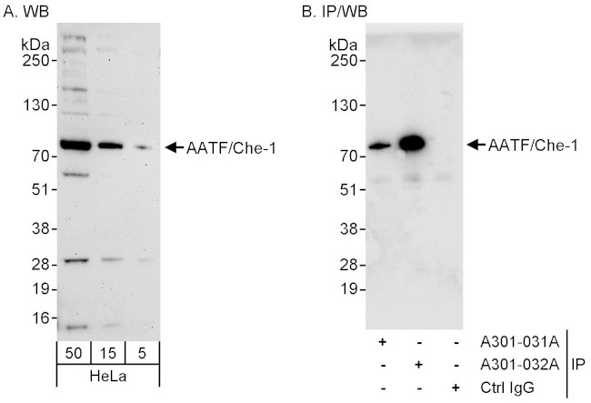 AATF/Che-1 Antibody in Western Blot (WB)