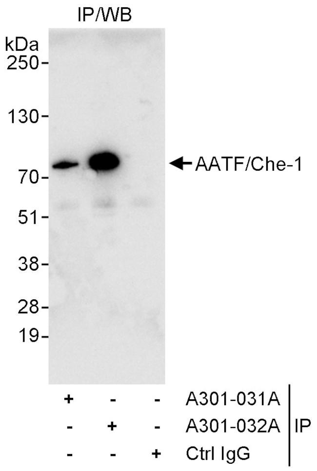 AATF/Che-1 Antibody in Immunoprecipitation (IP)