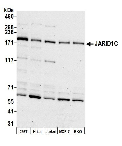 JARID1C Antibody in Western Blot (WB)