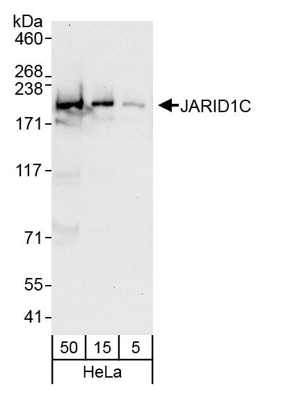 JARID1C Antibody in Western Blot (WB)