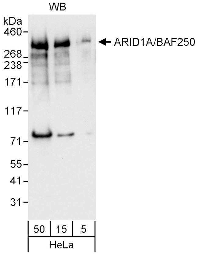 ARID1A/BAF250 Antibody in Western Blot (WB)