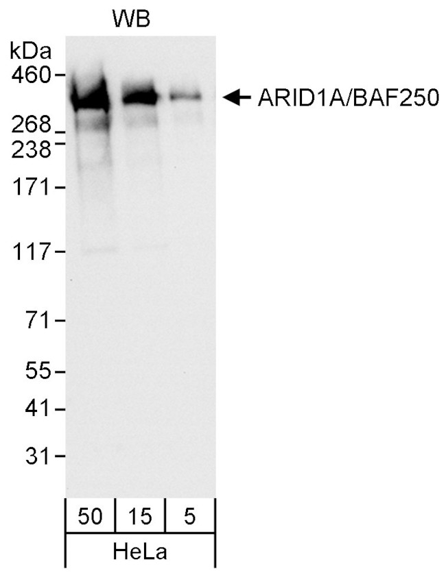 ARID1A/BAF250 Antibody in Western Blot (WB)