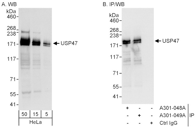 USP47 Antibody in Western Blot (WB)