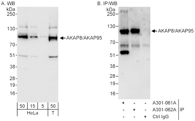 AKAP8/AKAP95 Antibody in Western Blot (WB)