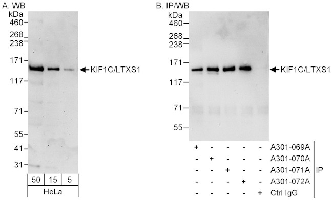 KIF1C/LTXS1 Antibody in Western Blot (WB)