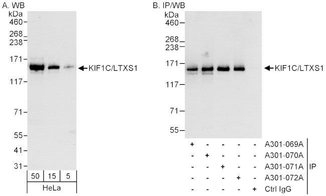 KIF1C/LTXS1 Antibody in Western Blot (WB)