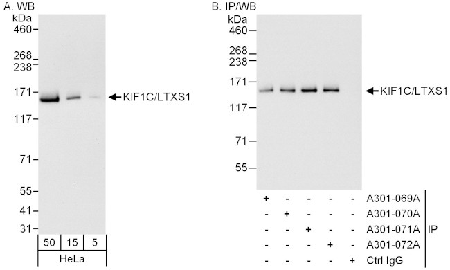 KIF1C/LTXS1 Antibody in Western Blot (WB)