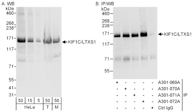 KIF1C/LTXS1 Antibody in Western Blot (WB)