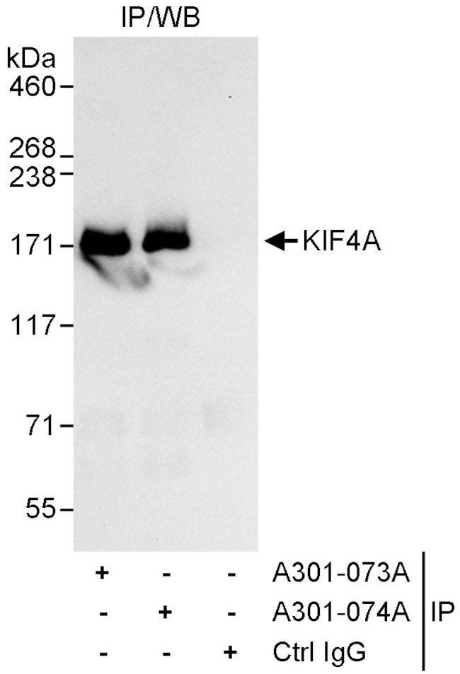 KIF4A Antibody in Immunoprecipitation (IP)