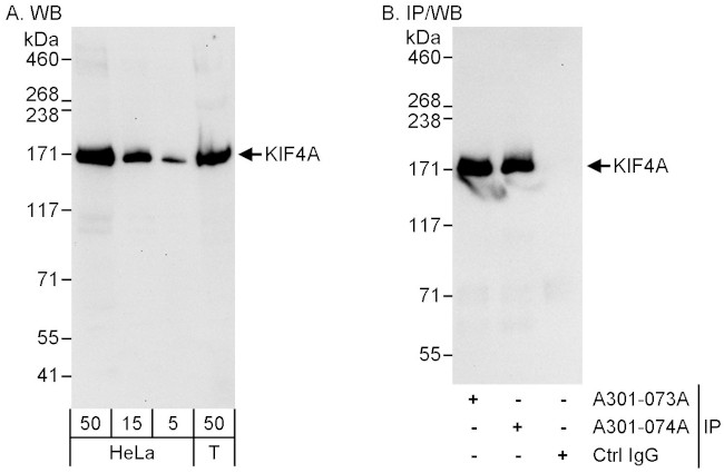 KIF4A Antibody in Western Blot (WB)