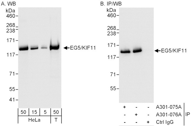 EG5/KIF11 Antibody in Western Blot (WB)