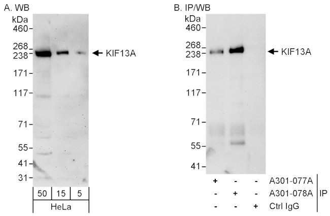 KIF13A Antibody in Western Blot (WB)