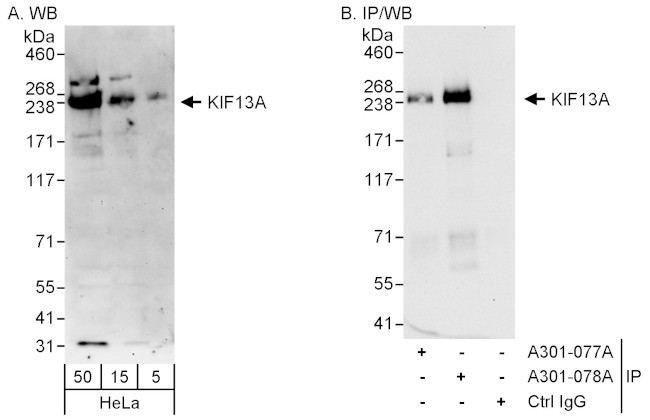 KIF13A Antibody in Western Blot (WB)