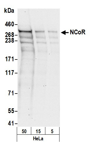 NCoR Antibody in Western Blot (WB)