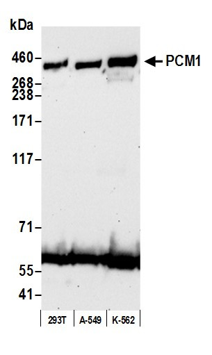 PCM1 Antibody in Western Blot (WB)