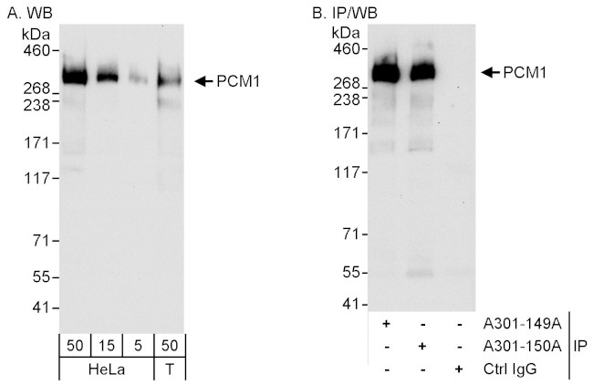 PCM1 Antibody in Western Blot (WB)