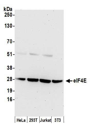 eIF4E Antibody in Western Blot (WB)