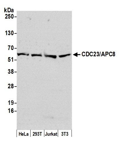 CDC23/APC8 Antibody in Western Blot (WB)