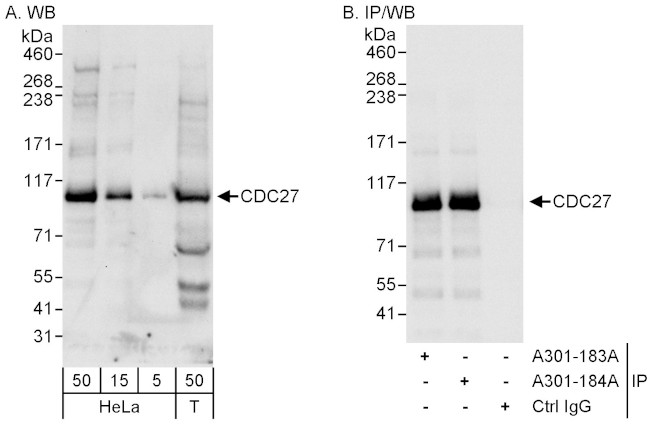 CDC27 Antibody in Western Blot (WB)