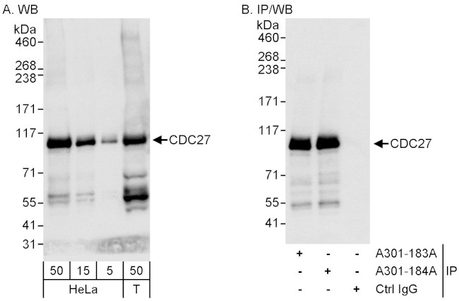 CDC27 Antibody in Western Blot (WB)