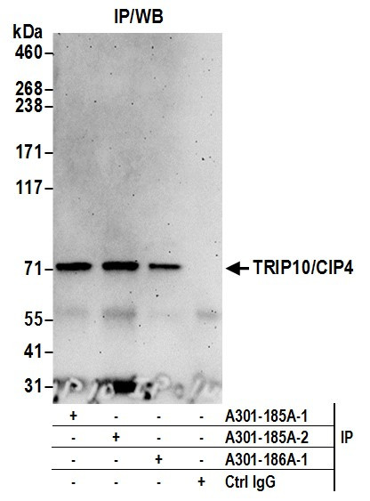 TRIP10/CIP4 Antibody in Immunoprecipitation (IP)