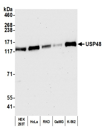 USP48 Antibody in Western Blot (WB)