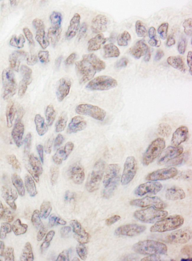 RBM12 Antibody in Immunohistochemistry (Paraffin) (IHC (P))