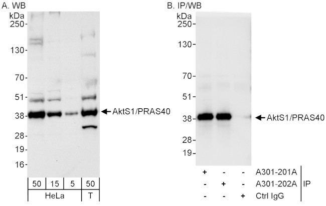 AktS1/PRAS40 Antibody in Western Blot (WB)