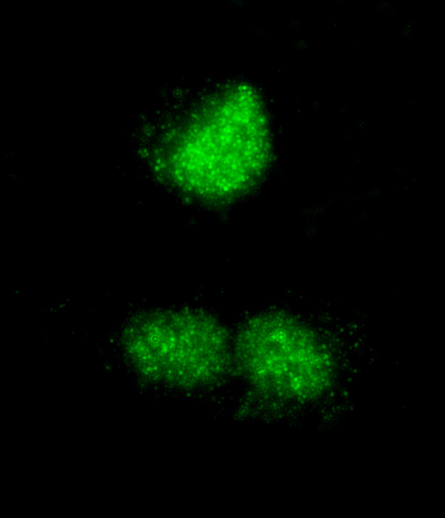 RCOR3 Antibody in Immunocytochemistry (ICC/IF)