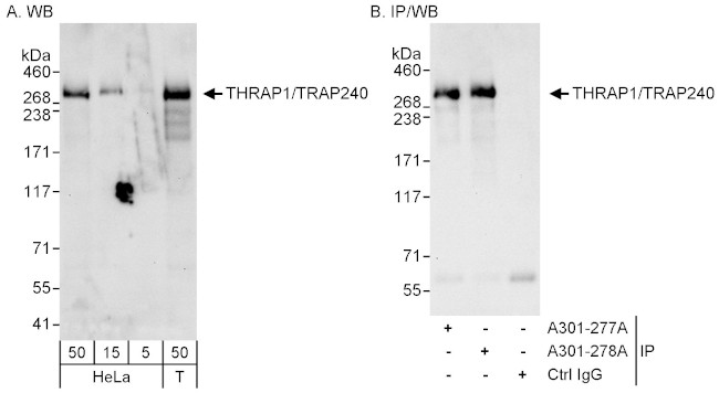 THRAP1/TRAP240 Antibody in Western Blot (WB)