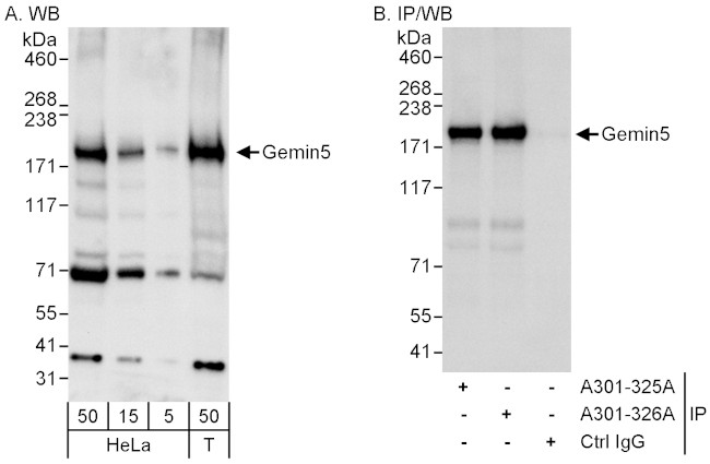 Gemin5 Antibody in Western Blot (WB)