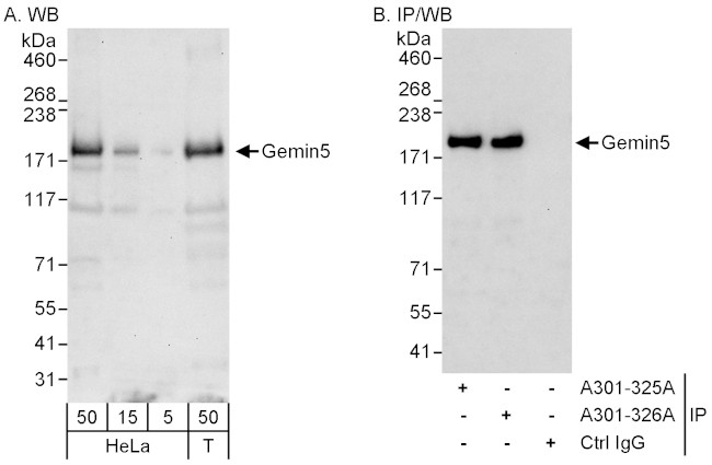 Gemin5 Antibody in Western Blot (WB)