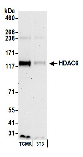 HDAC6 Antibody in Western Blot (WB)