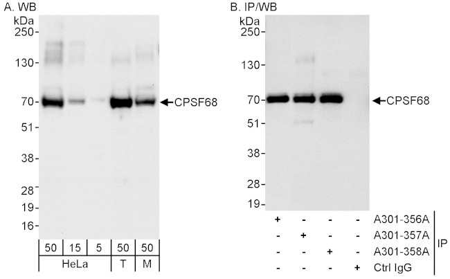 CPSF68 Antibody in Western Blot (WB)