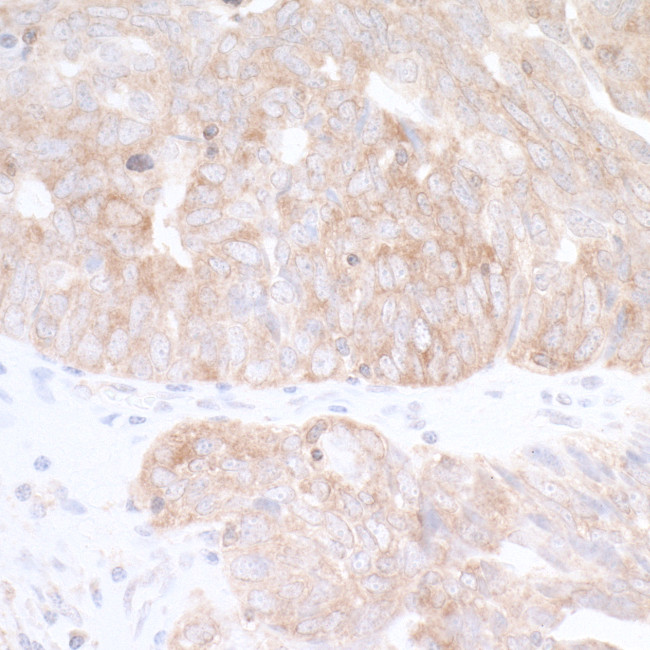 CAD Antibody in Immunohistochemistry (Paraffin) (IHC (P))