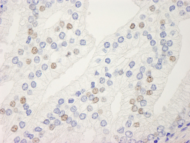 UACA Antibody in Immunohistochemistry (Paraffin) (IHC (P))