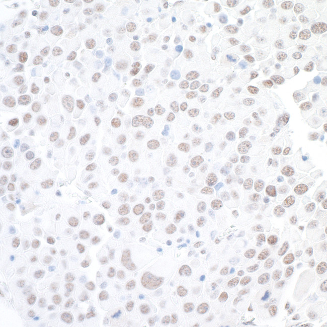 BAF53A Antibody in Immunohistochemistry (Paraffin) (IHC (P))