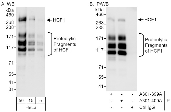 HCF1 Antibody in Western Blot (WB)