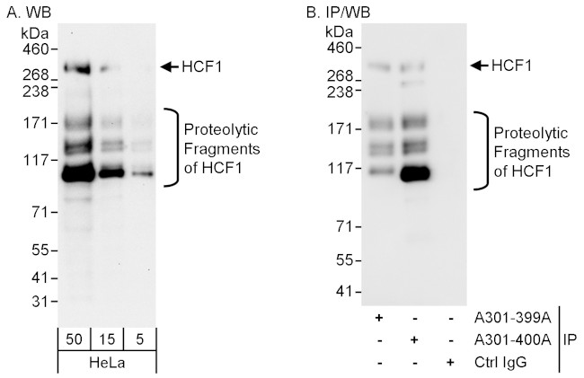 HCF1 Antibody in Western Blot (WB)