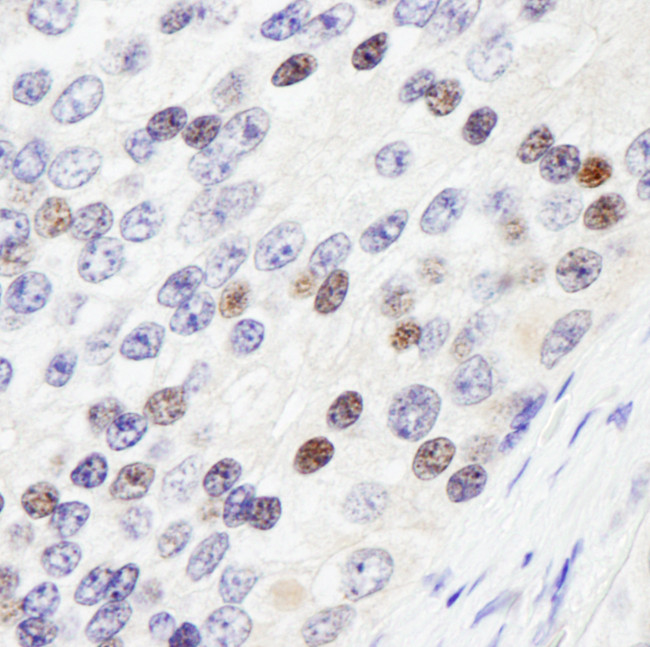 ZHX3 Antibody in Immunohistochemistry (Paraffin) (IHC (P))