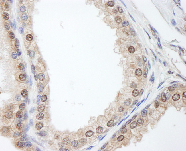 FKBP4/FKBP52 Antibody in Immunohistochemistry (Paraffin) (IHC (P))