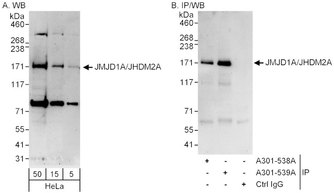 JMJD1A/JHDM2A Antibody in Western Blot (WB)