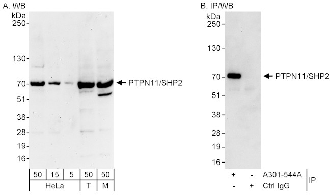 PTPN11/Shp2 Antibody in Western Blot (WB)